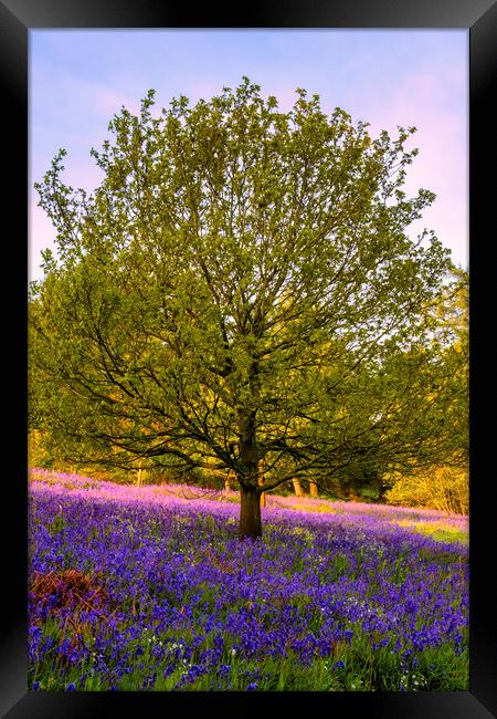 Bluebells: The beauty of Newton Woods Framed Print by Tim Hill