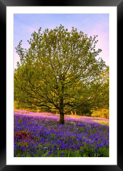Bluebells: The beauty of Newton Woods Framed Mounted Print by Tim Hill
