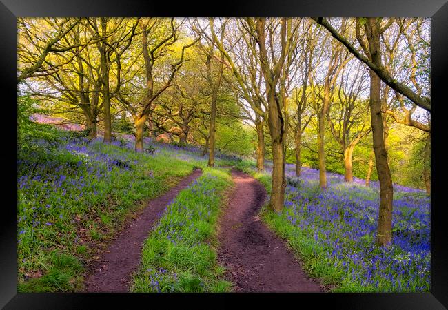 Bluebells in Newton Woods Framed Print by Tim Hill