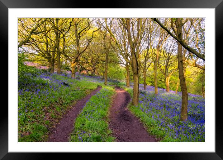 Bluebells in Newton Woods Framed Mounted Print by Tim Hill