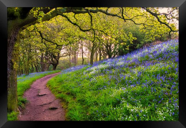 Bluebell Woods North Yorkshire Framed Print by Tim Hill
