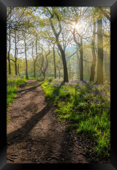 Serene woodland Scene Framed Print by Tim Hill
