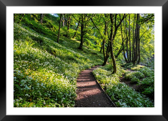 Wild Garlic Flowers: Janet's Foss Framed Mounted Print by Tim Hill