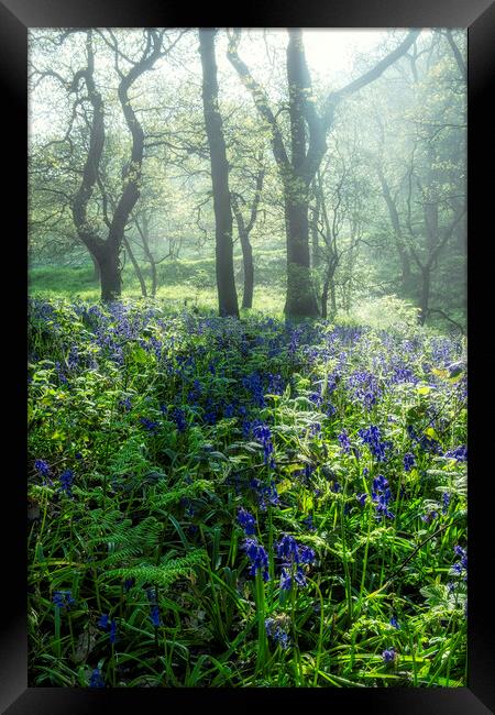 Bluebells: Misty and Moody Newton Woods Framed Print by Tim Hill