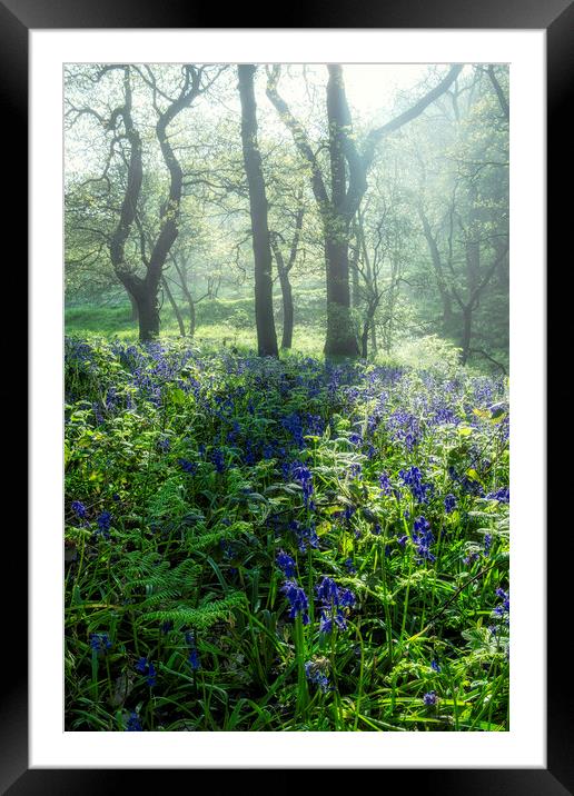 Bluebells: Misty and Moody Newton Woods Framed Mounted Print by Tim Hill