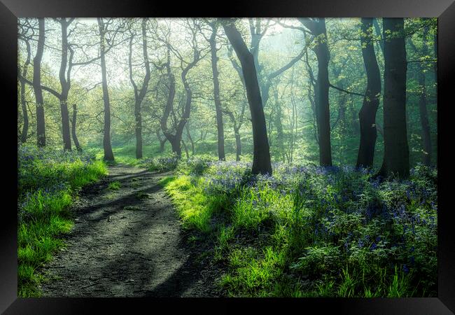 Bluebells: Misty and Moody Newton Woods Framed Print by Tim Hill