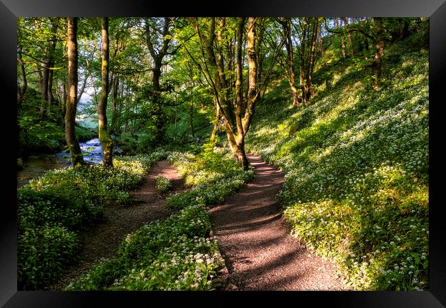 Wild Garlic Flowers: Path to Janet's Foss Framed Print by Tim Hill