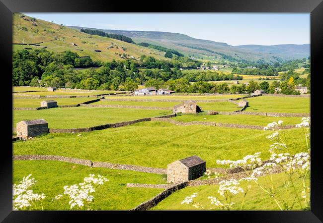 Barns and dry stone walls in Gunnerside, Swaledale Framed Print by Tim Hill