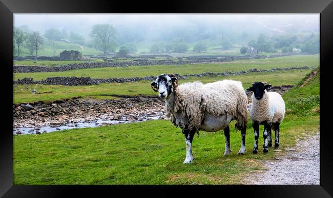 Misty Swaledale: Ewe and lamb near the River Swale Framed Print by Tim Hill