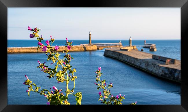 Whitby Piers in Summertime Framed Print by Tim Hill