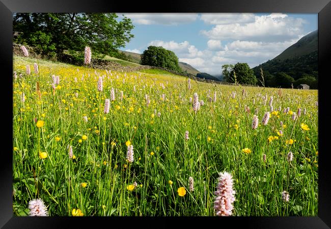 Muker Wildflower Meadow, North Yorkshire Framed Print by Tim Hill