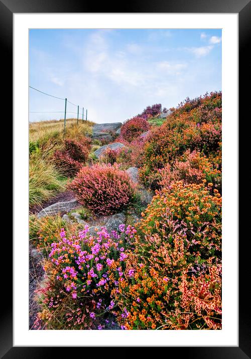 Surprise View Heather Framed Mounted Print by Tim Hill