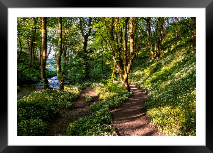 Wild Garlic Flowers on the path Janet's Foss Framed Mounted Print by Tim Hill