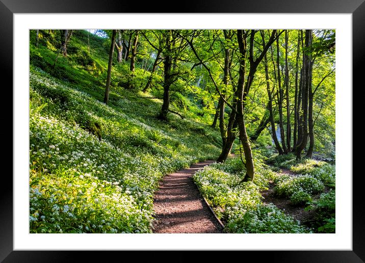 Wild Garlic Flowers on the path Janet's Foss Framed Mounted Print by Tim Hill