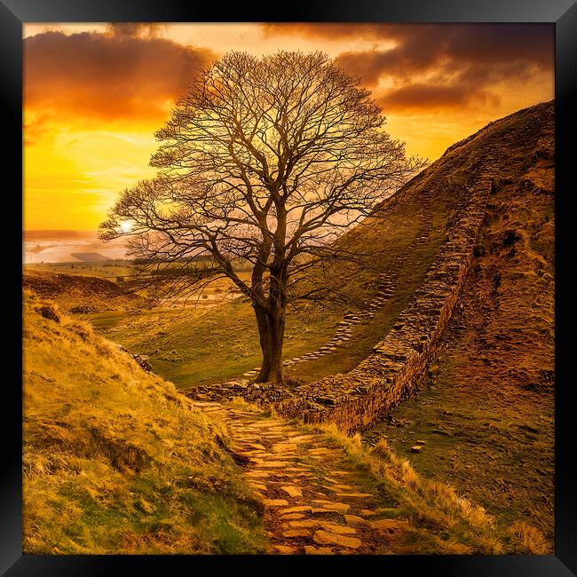 Sycamore Gap  Framed Print by Tim Hill