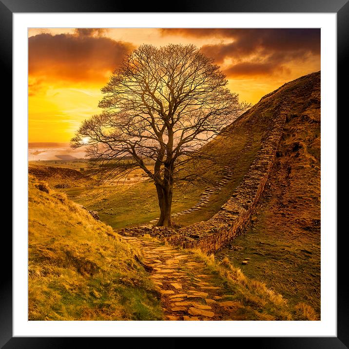 Sycamore Gap  Framed Mounted Print by Tim Hill