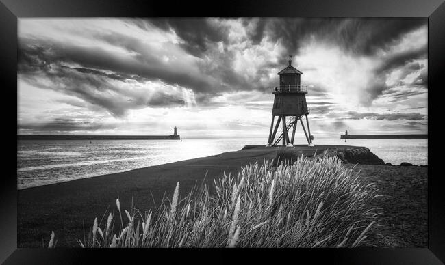 Herd Groyne Black and White Framed Print by Tim Hill