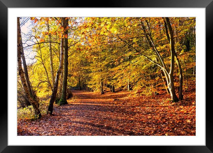 Autumn at Newmillerdam near Wakefield Framed Mounted Print by Tim Hill