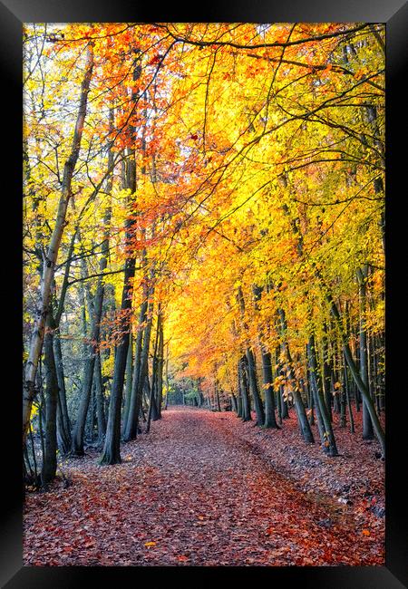 Newmillerdam Wakefield: Autumn Colour Framed Print by Tim Hill