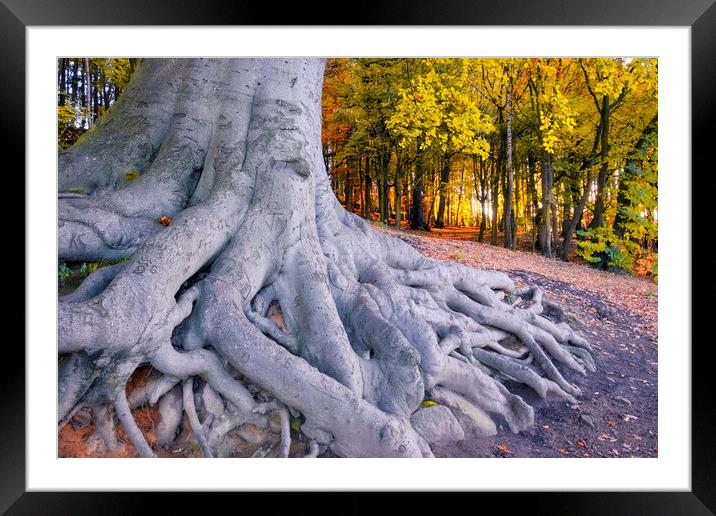 Newmillerdam Tree Roots at Sunrise Framed Mounted Print by Tim Hill