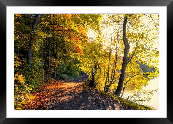 Newmillerdam West Yorkshire: Beautiful Autumn Framed Mounted Print by Tim Hill
