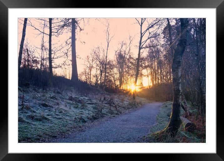 Woodland Sunrise: Tarn Hows Lake District Framed Mounted Print by Tim Hill