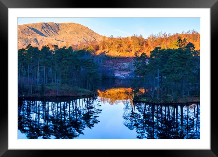Tarn Hows Reflections: November Sunlight Framed Mounted Print by Tim Hill