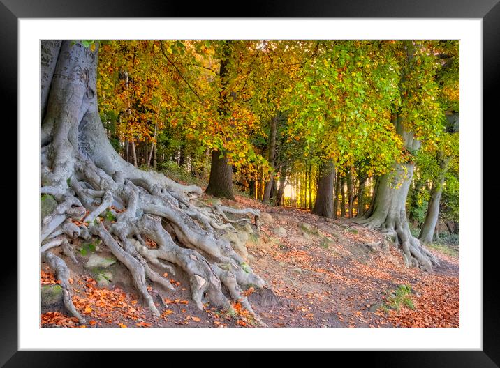 Newmillerdam Tree Roots Framed Mounted Print by Tim Hill