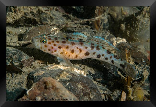 leopard spotted Goby Framed Print by Peter Bardsley