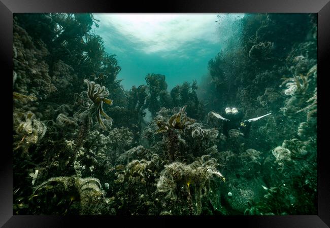 Kelp forest Framed Print by Peter Bardsley