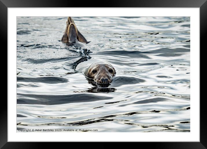 Bobbing About Framed Mounted Print by Peter Bardsley