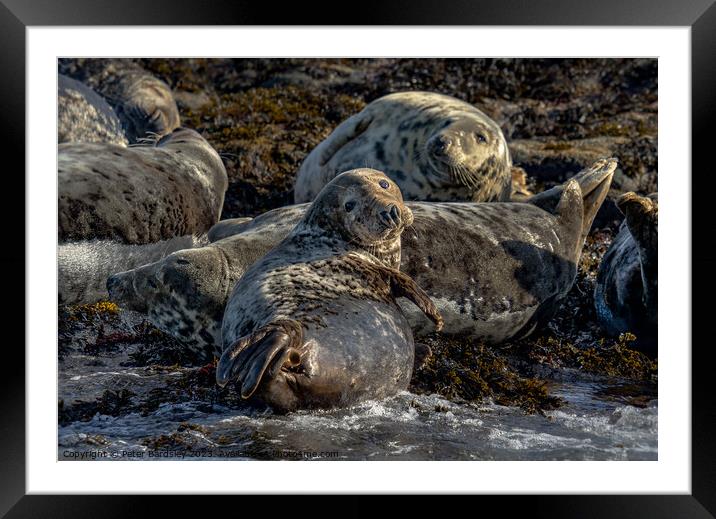 Grey seal  Framed Mounted Print by Peter Bardsley