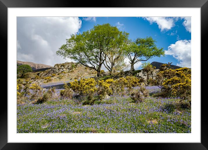 Rowan tree amongst bluebells Framed Mounted Print by Peter Bardsley