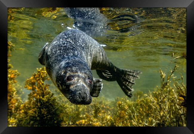 Common Seal Pup Framed Print by Peter Bardsley