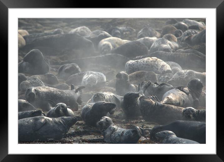 Steaming seals Framed Mounted Print by Peter Bardsley