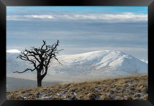 Lonesome Pine Framed Print by Peter Bardsley