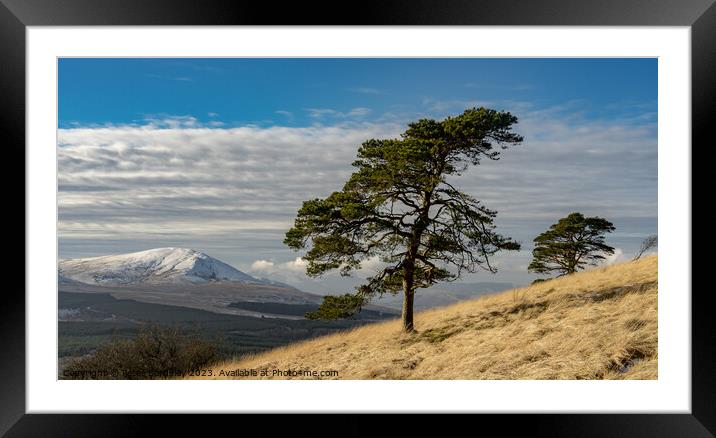 Mountain Pines in Cumbria Framed Mounted Print by Peter Bardsley