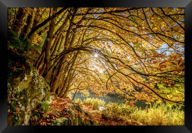 Golden beech trees Framed Print by Peter Bardsley