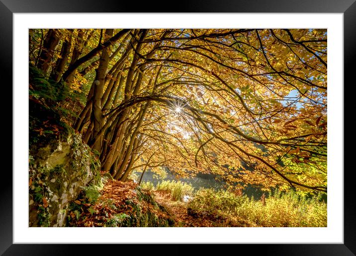 Golden beech trees Framed Mounted Print by Peter Bardsley