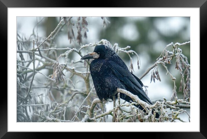 Rook on a frosty day Framed Mounted Print by Peter Bardsley