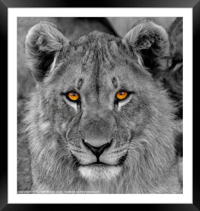 A young lion looking at the camera Framed Mounted Print by Gunter Nuyts