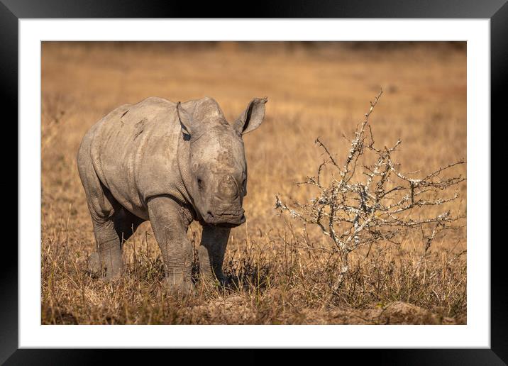 White rhinoceros calf looking at the camera Framed Mounted Print by Gunter Nuyts