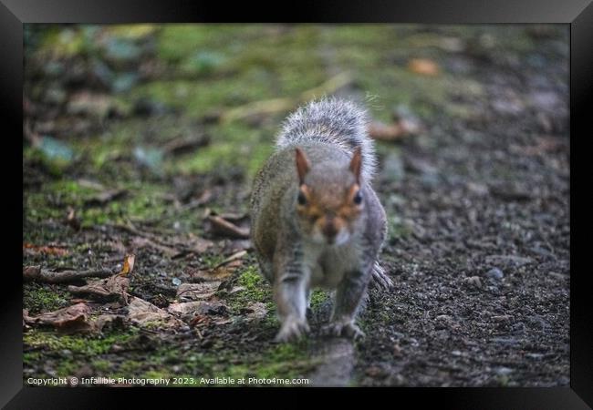 A squirrel coming at you. Framed Print by Infallible Photography