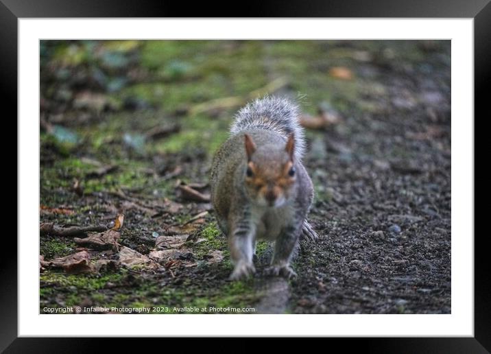 A squirrel coming at you. Framed Mounted Print by Infallible Photography