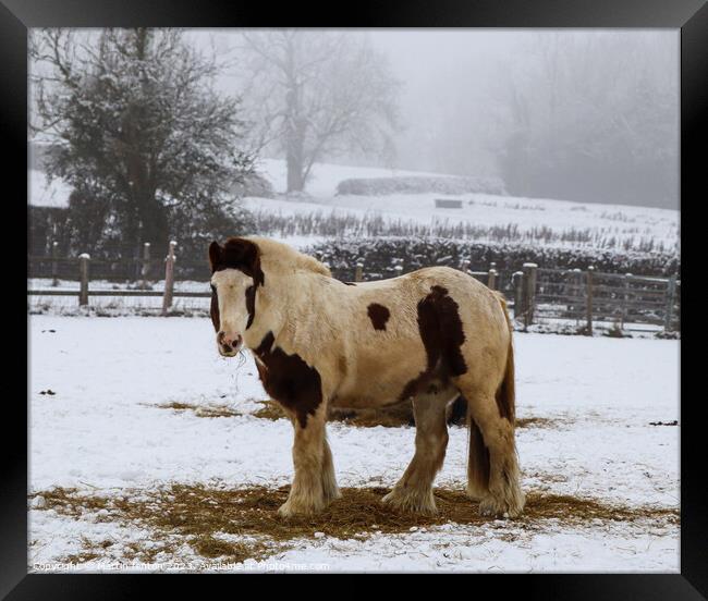 Cold horse Framed Print by Martin fenton