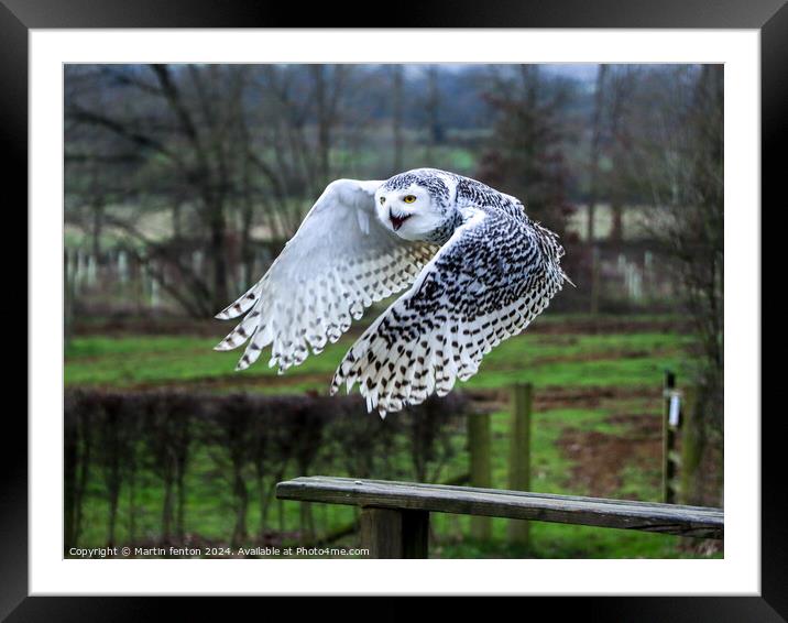Owl on the prowl Framed Mounted Print by Martin fenton
