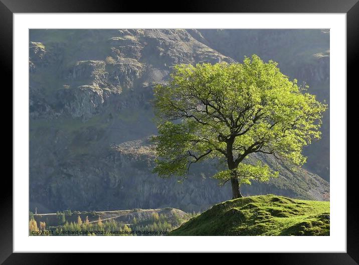 Lone Tree in St Johns In The Vale Framed Mounted Print by Richard Collier