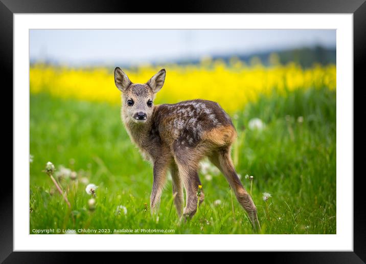 Young wild roe deer in grass, Capreolus capreolus. New born roe  Framed Mounted Print by Lubos Chlubny