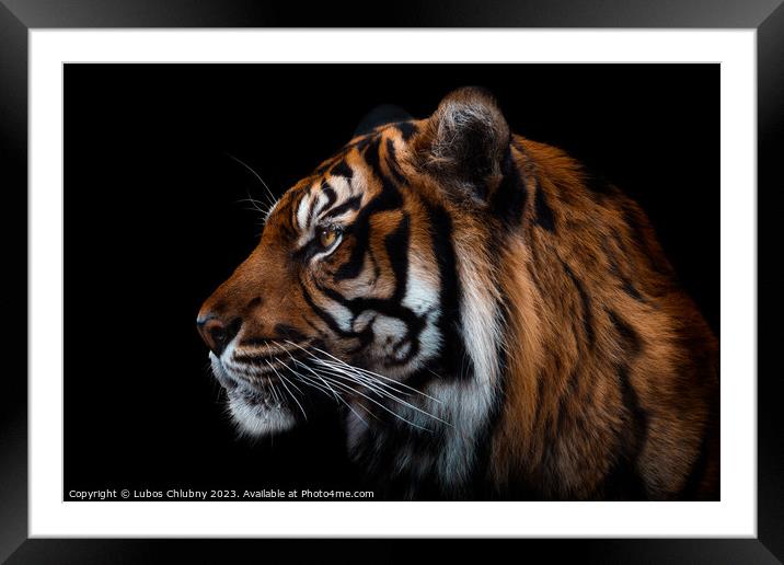 Front view of Sumatran tiger isolated on black background.  Framed Mounted Print by Lubos Chlubny