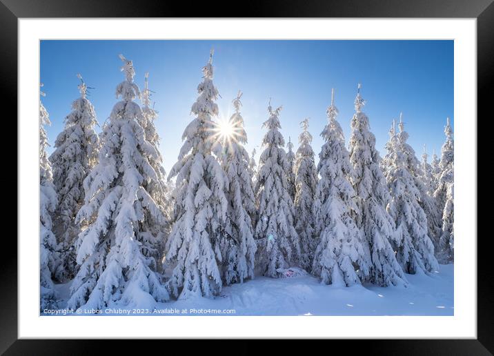 Winter spruce trees with sun rays. Trees covered in deep snow. Framed Mounted Print by Lubos Chlubny